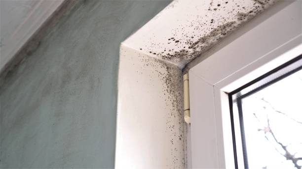 Best Residential Mold Inspection & Testing  in Kodi Station, AK
