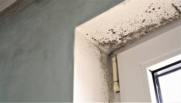 Best Airborne Mold Testing  in Kodi Station, AK