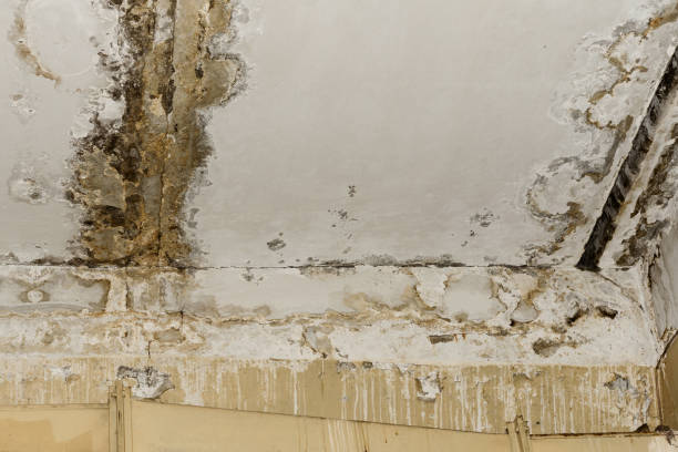 Asbestos and Lead Testing During Mold Inspection in Kodiak Station, AK