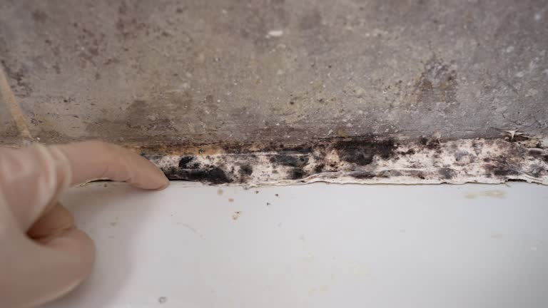 Best Commercial Mold Inspection  in Kodi Station, AK